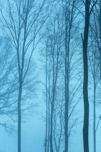 Foresta con alberi spogli nella nebbia . — Foto Stock