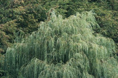 Ağlayan söğüt yeşil ağaçların önünde.