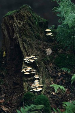 Ormandaki ölü ağaç gövdesinde beyaz mantar.