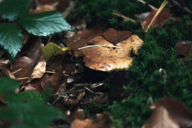 Yosunlu orman zemininde düşen yaprakların arasında kahverengi ıslak mantar.