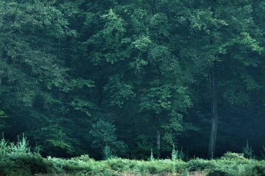 Sonbaharın başlarında ormandaki farklı ağaç türleri.