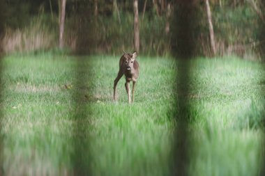 Bir dişi geyik çayırda.
