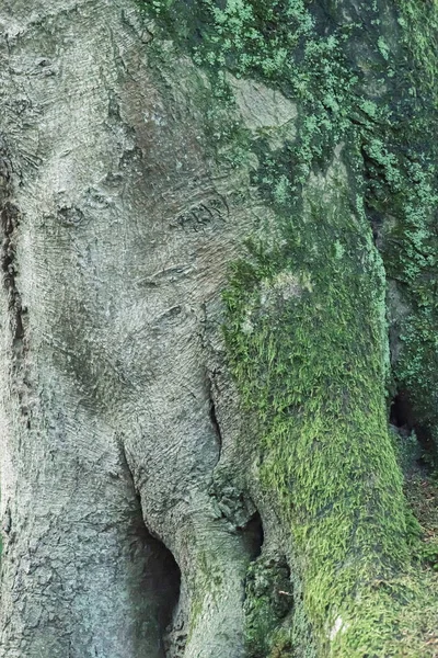Detail von Moos auf alter Baumrinde. — Stockfoto