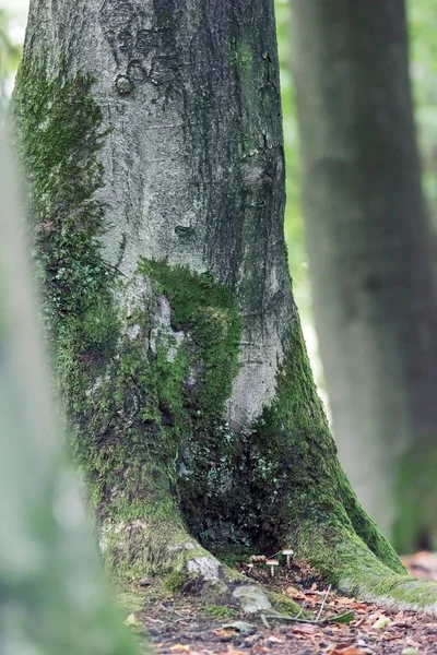 Alter Baumstamm mit Moos im Wald. — Stockfoto