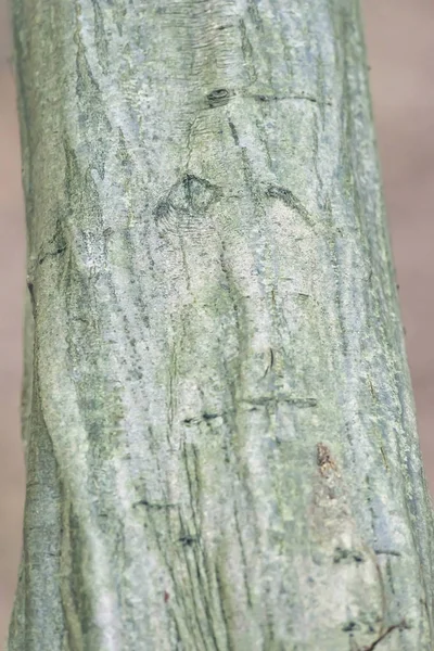 Patrones en la corteza del árbol. Primer plano de disparo . — Foto de Stock