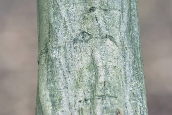 Patrones en la corteza del árbol. Primer plano de disparo . — Foto de Stock