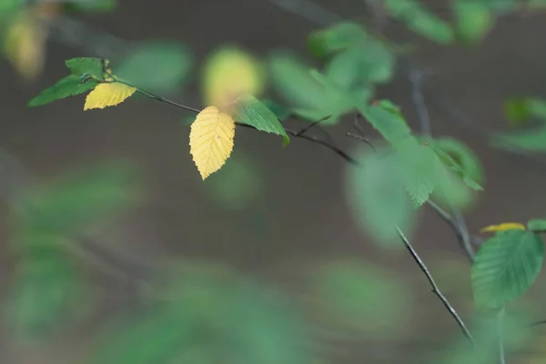 Branch with green leaves and two changing yellow. — Stock Photo, Image