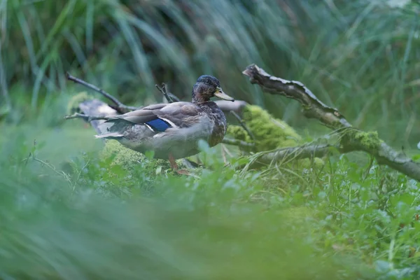 Pato Mallard entre grama alta na borda da lagoa . — Fotografia de Stock