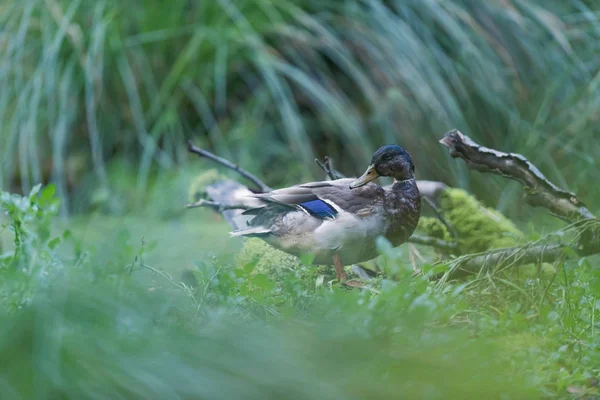 Mallard kachna mezi vysokou trávou na okraji rybníka. — Stock fotografie