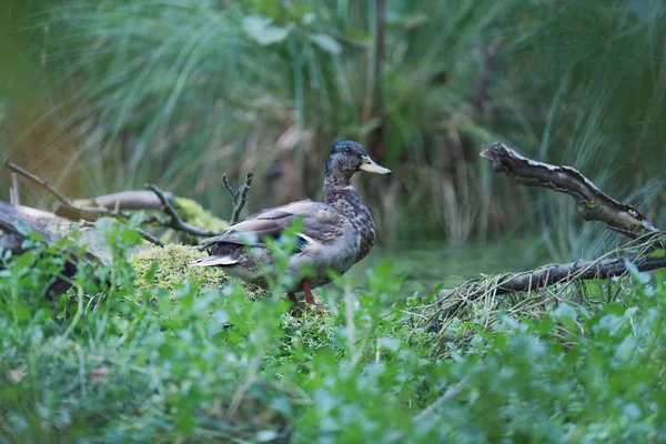 Pato Mallard entre grama alta na borda da lagoa . — Fotografia de Stock