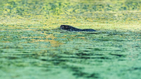 Kąpiel wydra w wodzie pokrytej chwastem. — Zdjęcie stockowe