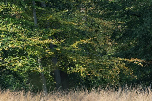Träd med färgskiftande blad under tidig höst. — Stockfoto