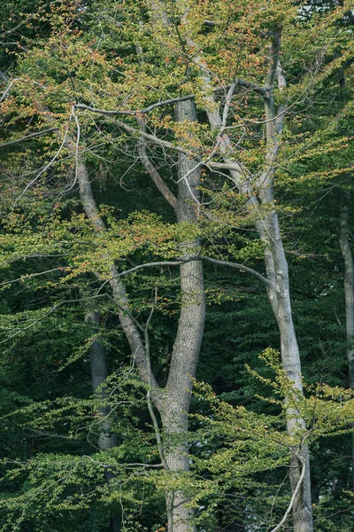 Bomen met kleurverandering bladeren tijdens de vroege herfst. — Stockfoto