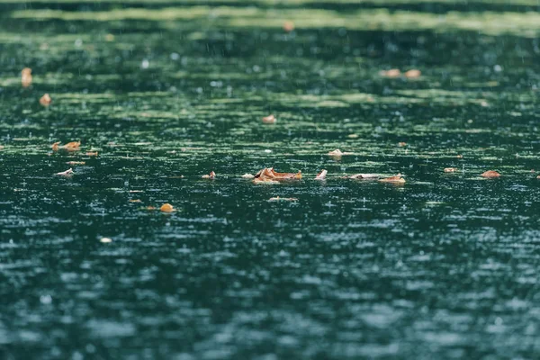 River in rain with brown leaves and duckweed. — Stock Photo, Image