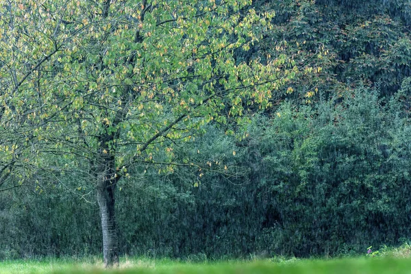 Árvores durante o início do outono em chuva forte . — Fotografia de Stock