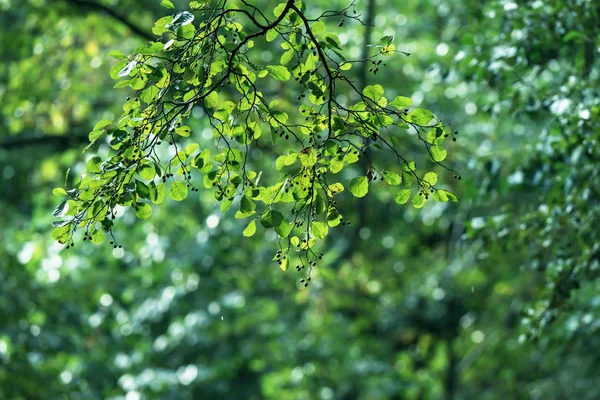 Branch of tree with green foliage. — Stock Photo, Image