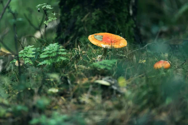 Röd med vita prickar svamp på skogsmark. — Stockfoto