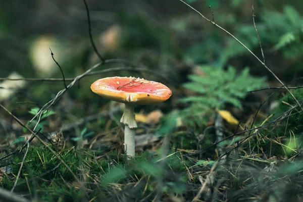 Röd med vita prickar svamp på skogsmark. — Stockfoto