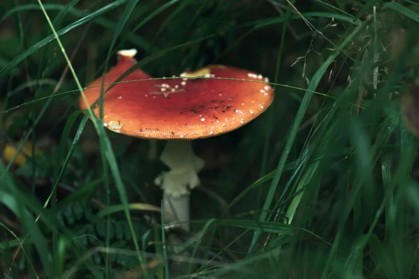 Våt röd med vita prickar svamp mellan gräs under regn. — Stockfoto