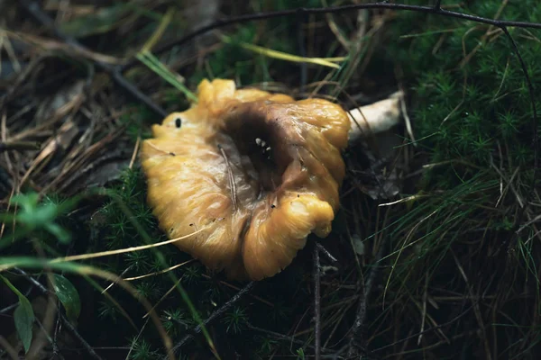 苔藓林地上的褐色湿菇. — 图库照片