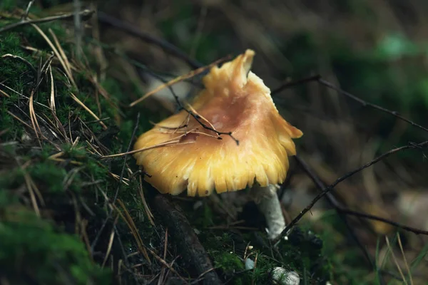 Brown wet mushroom on mossy forest ground. — Stock Photo, Image