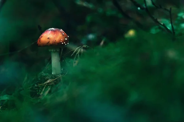 Rood met witte stippen champignon op mossige bosgrond. — Stockfoto