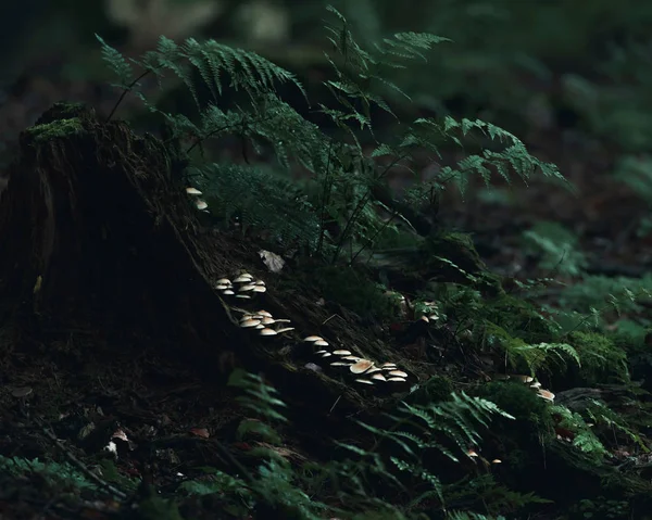 Vit svamp på död trädstam i skogen. — Stockfoto