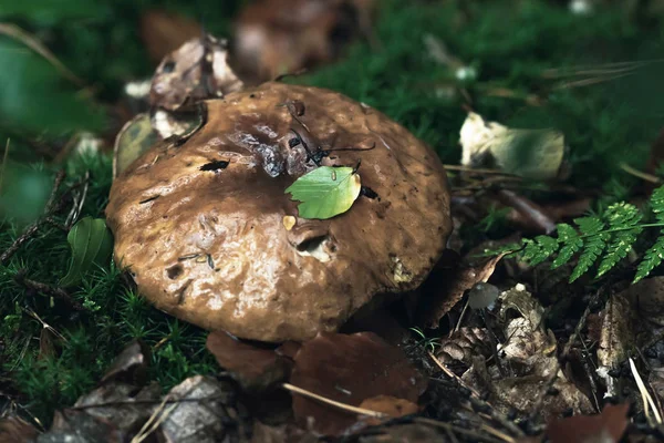 苔藓丛生的林地上落叶间的褐色湿菇. — 图库照片