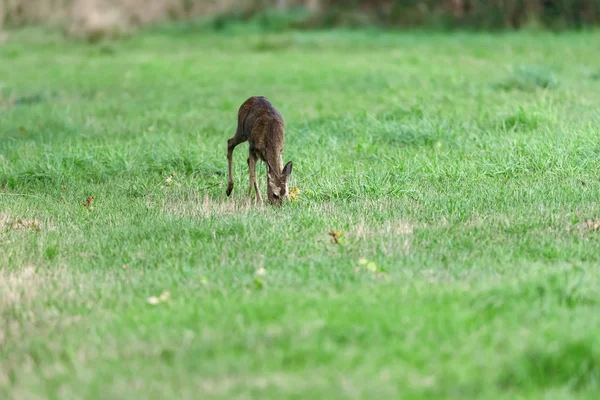 Un capriolo femmina nel prato . — Foto Stock