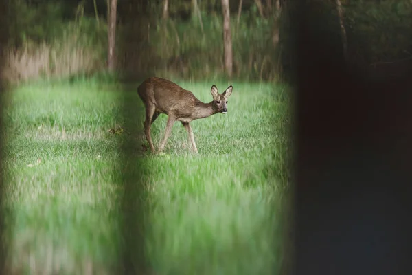 One female roe deer in meadow. — 스톡 사진