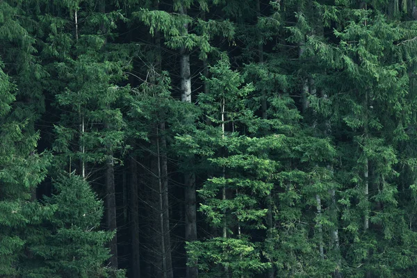 Diferentes espécies de árvores na floresta durante o início do outono . — Fotografia de Stock