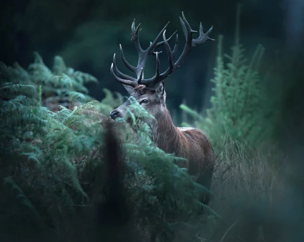 Red deer stag between ferns and fir trees. — ストック写真