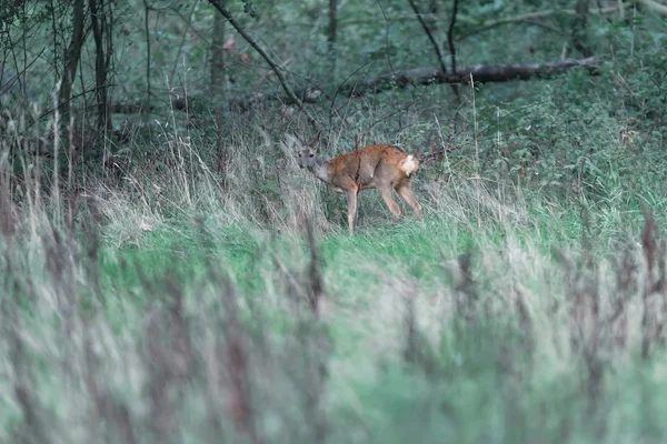 One female roe deer between shrubs. — ストック写真