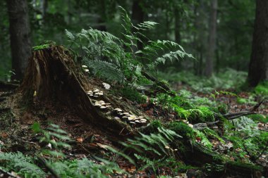 Ormanda mantarlı ve eğreltiotlu ölü ağaç kütüğü.