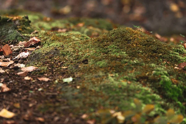 Yosunlu orman zeminine düşen kahverengi yapraklar. — Stok fotoğraf