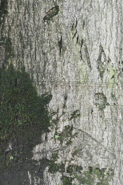 Vieja corteza de árbol envejecida con musgo. Primer plano de disparo . — Foto de Stock