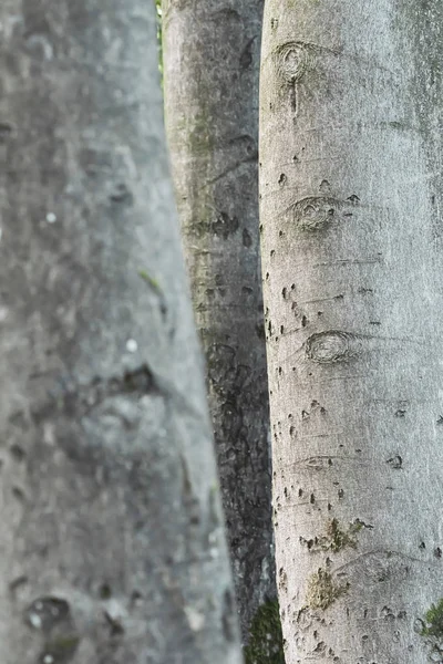 Drie verweerde grijze boomstammen. Close-up opname. — Stockfoto