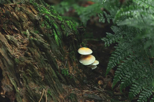Drie paddenstoelen op dode boomstronk met varens in het bos. — Stockfoto