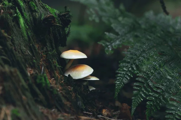 Three mushrooms on dead tree stump with ferns in forest. — Stock Photo, Image