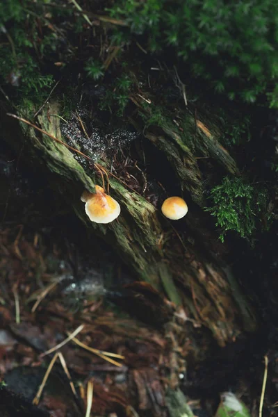 Two mushrooms on dead tree stump with moss in forest. — Stock Photo, Image