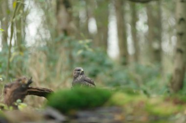 Yosunlu orman zemininde avını yiyen sıradan bir akbaba.
