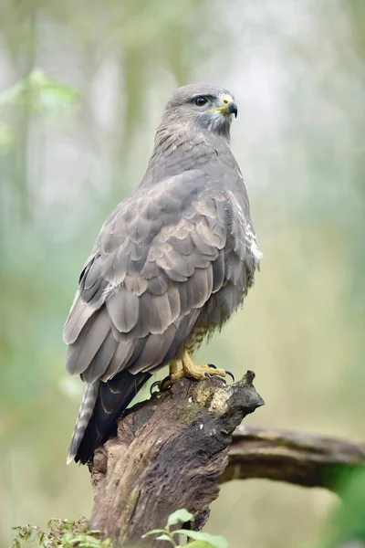 Buzzard empoleirado no toco da árvore na floresta . — Fotografia de Stock