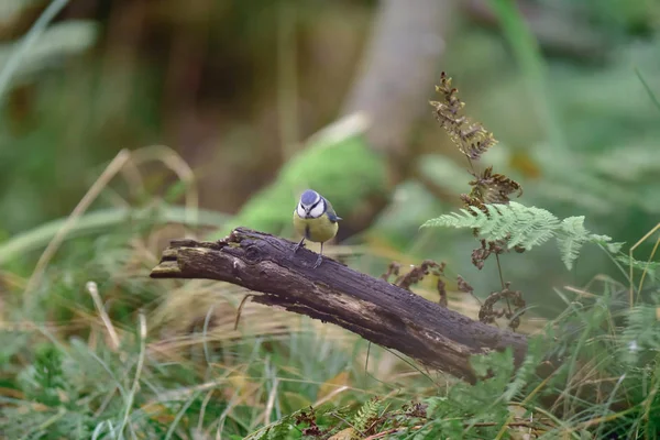Blue tit sits on dead branch in forest. — Stock Photo, Image