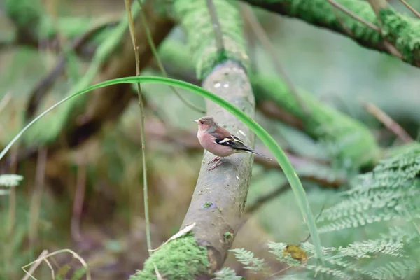 Common chaffinch on mossy branch between bushes. — 图库照片