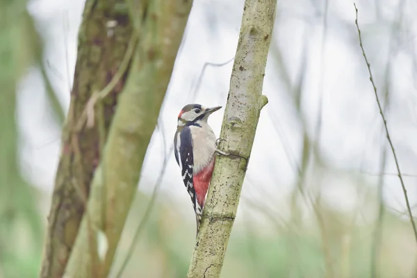 Great spotted woodpecker hanging on birch trunk. — 图库照片
