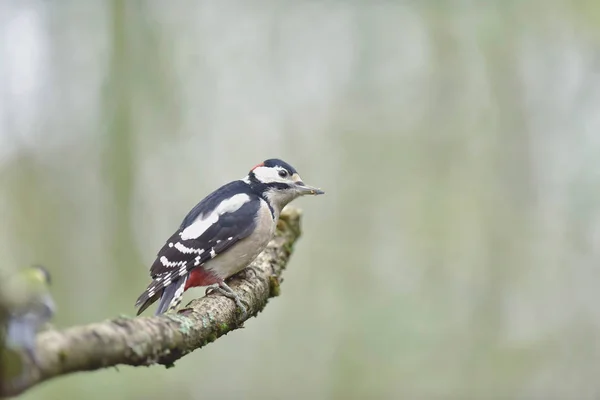 Great spotted woodpecker perched on branch. Side view. — ストック写真