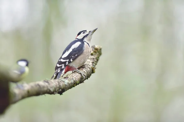 Great spotted woodpecker perched on branch. Side view. — ストック写真