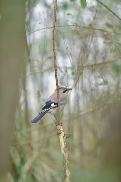 Jay perched on twig between bushes. — 图库照片