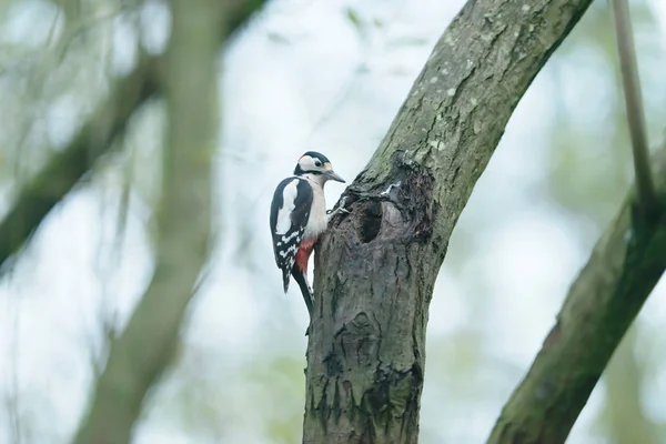 Great spotted woodpecker hangs on tree trunk in forest. — ストック写真