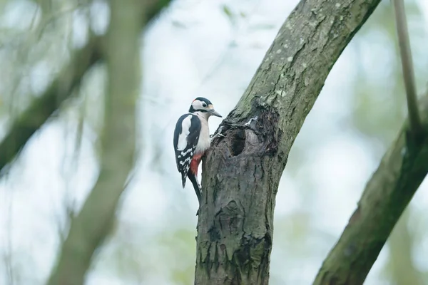 Grande picchio macchiato pende sul tronco d'albero nella foresta . — Foto Stock